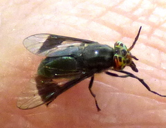 Chrysops niger