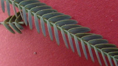 Chamaecrista flexuosa
