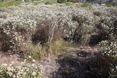 Aspalathus retroflexa