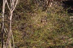 Aspalathus retroflexa