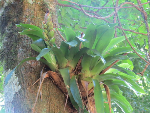 Vriesea heterostachys, photograph 3