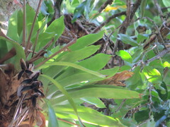 Victor Farjalla Pontes, CC BY, iNaturalist via GBIF Vriesea heterostachys, photograph Victor Farjalla Pontes, CC BY, iNaturalist via GBIF
