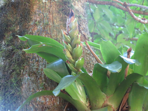 Vriesea heterostachys, photograph 4