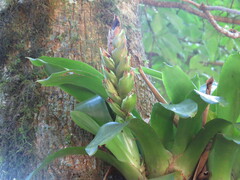 Victor Farjalla Pontes, CC BY, iNaturalist via GBIF Vriesea heterostachys, photograph Victor Farjalla Pontes, CC BY, iNaturalist via GBIF