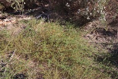 Aspalathus retroflexa