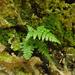 Governor Laffan's Fern - Photo (c) Alison Copeland, some rights reserved (CC BY), uploaded by Alison Copeland
