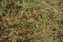 Aspalathus retroflexa