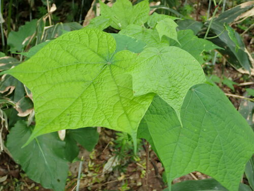 Alangium platanifolium, photographed by an iNaturalist contributor