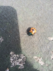 Labidomera clivicollis