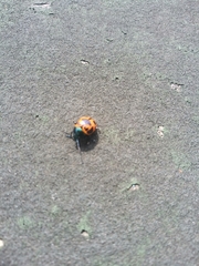 Labidomera clivicollis