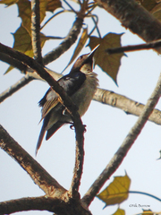 Anthreptes neglectus