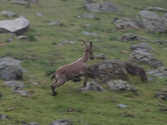 Capra pyrenaica victoriae