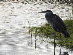 Ardea cinerea