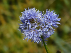 Gilia capitata