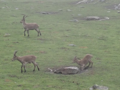 Capra pyrenaica victoriae