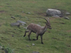 Capra pyrenaica victoriae