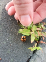 Labidomera clivicollis