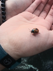 Labidomera clivicollis