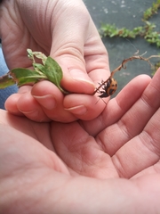 Labidomera clivicollis