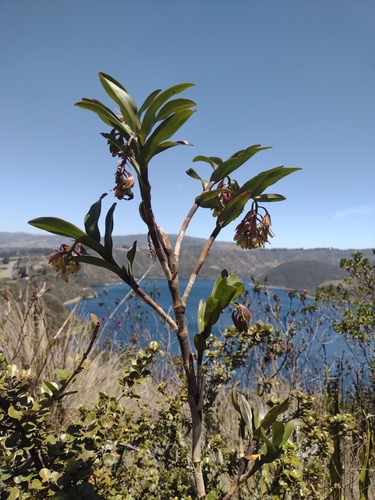 Epidendrum cuicochaense Hágsater & Dodson 2
