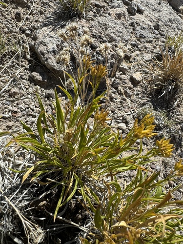 Image of Petradoria pumila by (c) Parker James Lloyd, some rights reserved (CC BY)