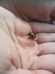 Labidomera clivicollis