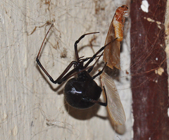 Latrodectus