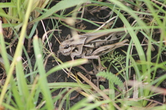 Pardalophora apiculata