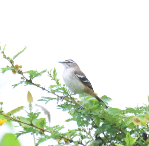 Brown-backed Scrub-Robin