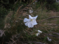 Silene latifolia