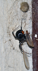 Latrodectus