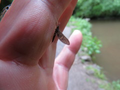 Ecdyonurus torrentis