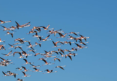 Phoenicopterus roseus