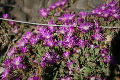 Drosanthemum ambiguum