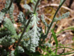 Achillea barrelieri barrelieri