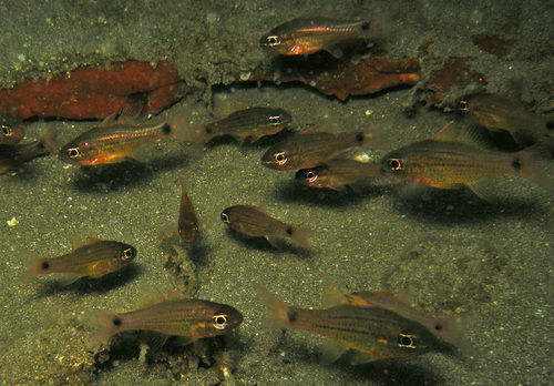 Ostorhinchus maculiferus observed 2016-05-01