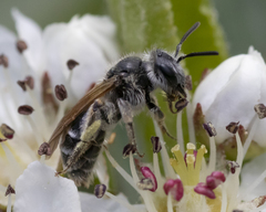 Andrena nasonii