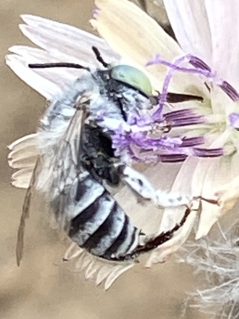 Short Sun-digger Bee