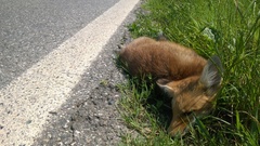 Vulpes vulpes