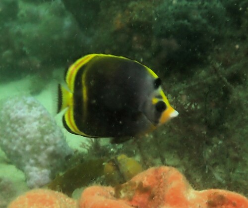 Black butterflyfish (Chaetodon flavirostris) — Chaetodontidae — 5