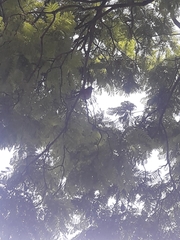 Turdus rufopalliatus