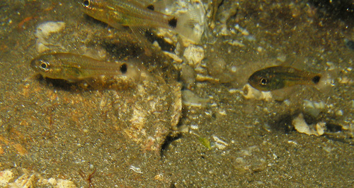 Ostorhinchus maculiferus observed 2016-05-01