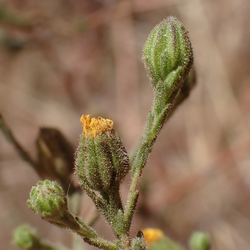 Image of Deinandra paniculata by no rights reserved