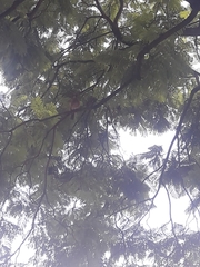 Turdus rufopalliatus