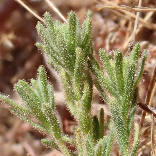 Image of Deinandra paniculata by no rights reserved