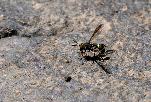 Say's Wasp Fly