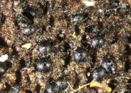 Representative image of Chaetosphaeria