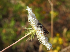 Colpa quinquecincta