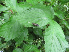 Macrophya punctumalbum