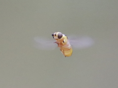 Chlorops